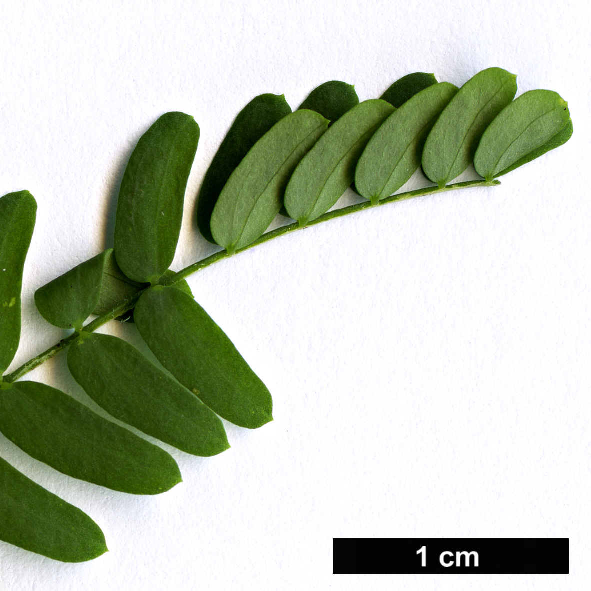 High resolution image: Family: Fabaceae - Genus: Acacia - Taxon: melanoxylon